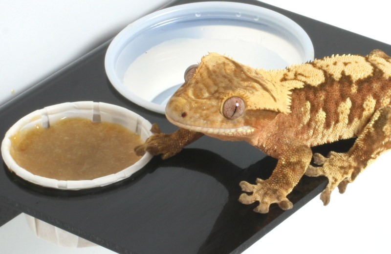 Gecko Food: A Comprehensive Guide to Nourishing Your Exotic Pet