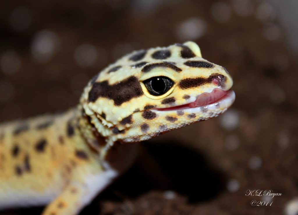 About Leopard Gecko Parasites Leopard Gecko Care