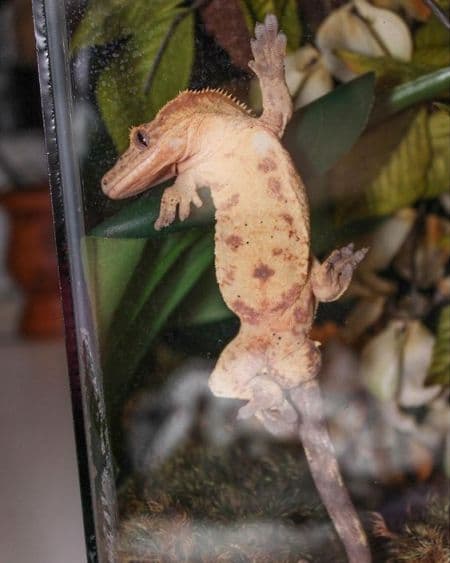 Wild Caught vs. Captive Bred Reptiles — What’s the Big Deal?