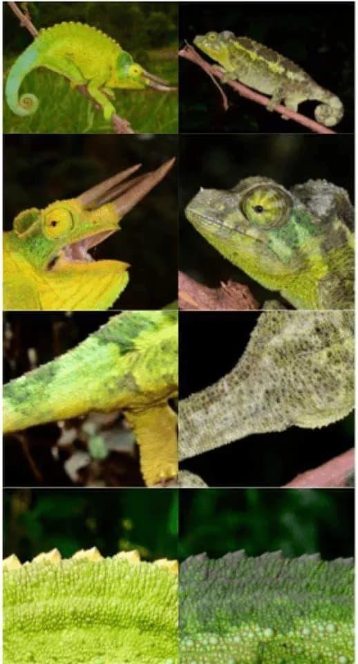 Male and female Jackson’s Chameleons