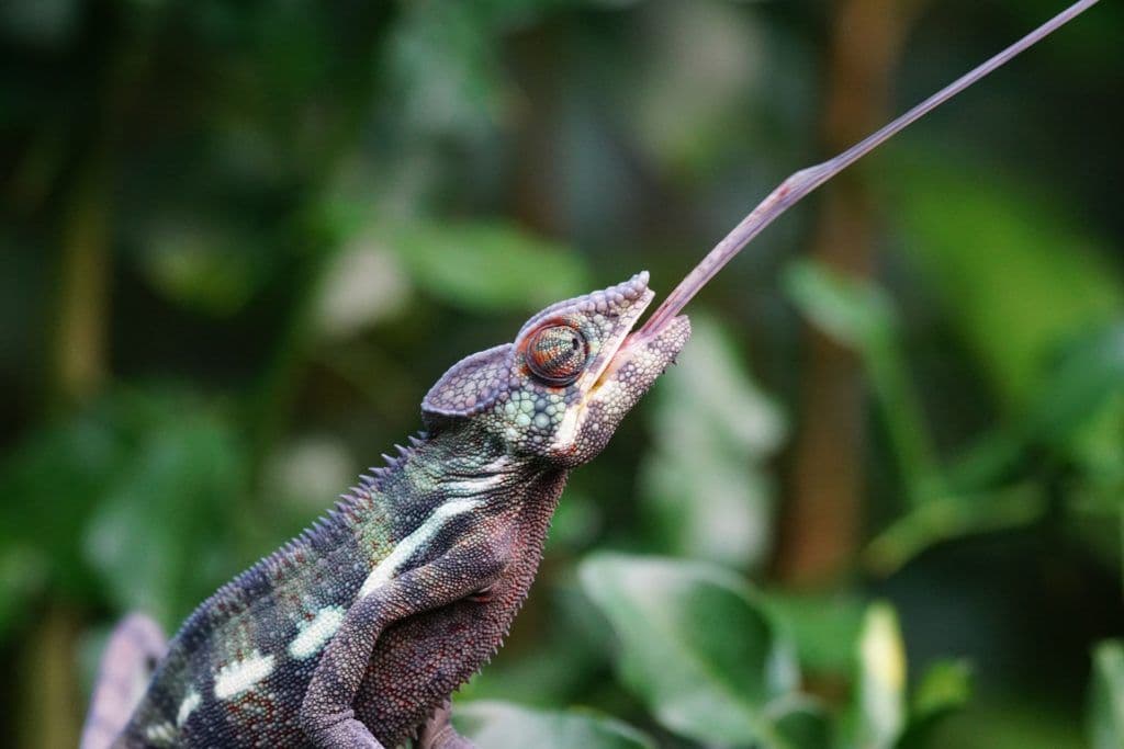 Feeder Insect Nutrition Facts for Reptile Keepers