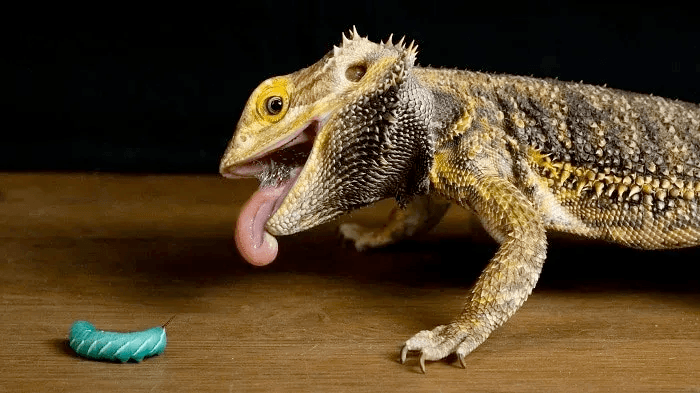 bearded dragon eating hornworm