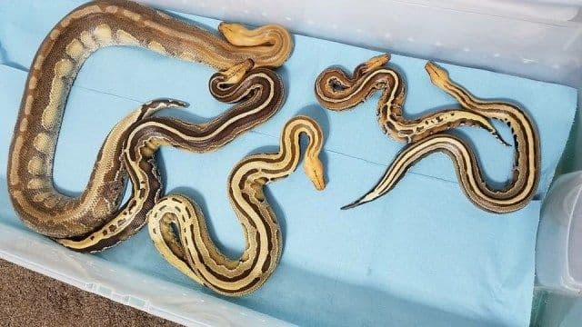 The TRUTH About Blood Python Temperament