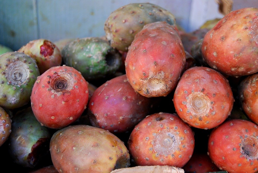 Tuna fruit ReptiFiles