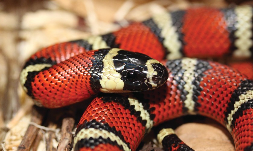 milksnake handling milksnake handling