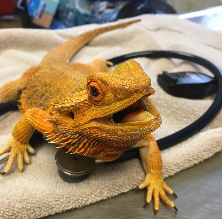 Happy Deliora at the vet ReptiFiles