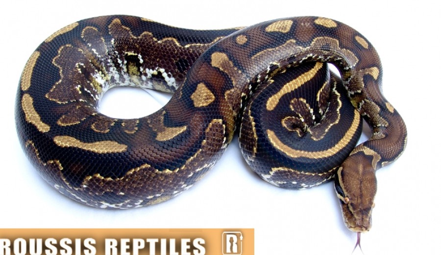 Hybrid snake Borneo blood python x ball python ReptiFiles