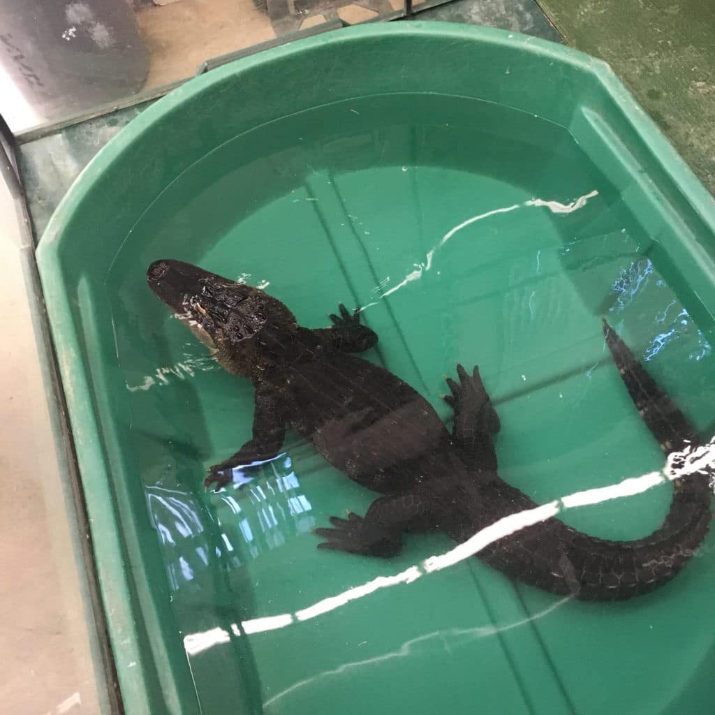 American alligator Scales N Tails ReptiFiles