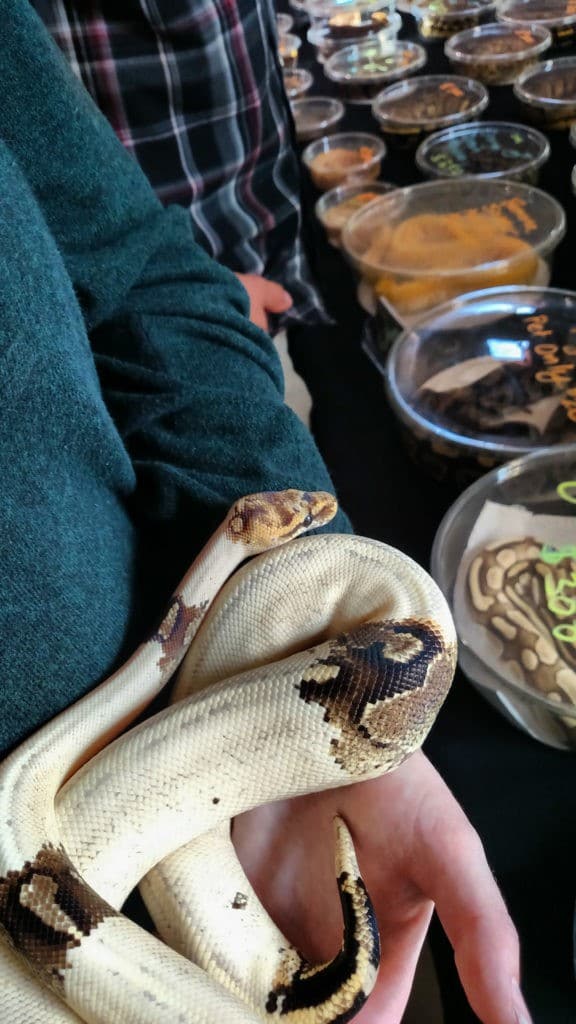 paradox ball python Select Morphs ReptiFiles