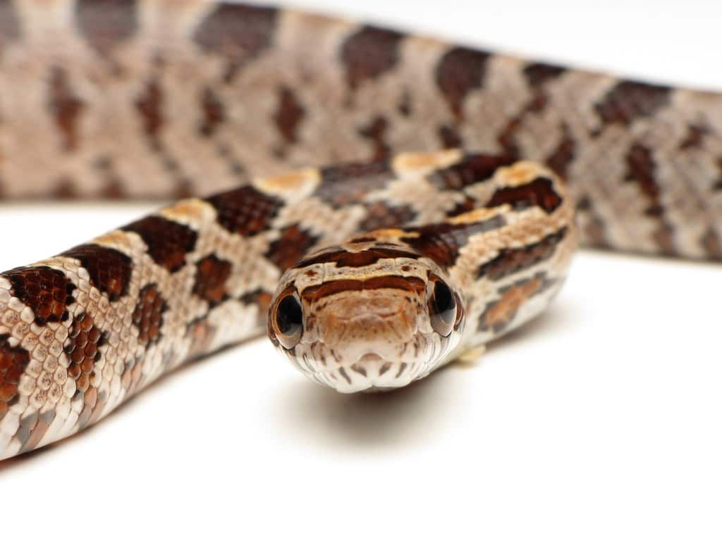 Baby corn snake ReptiFiles