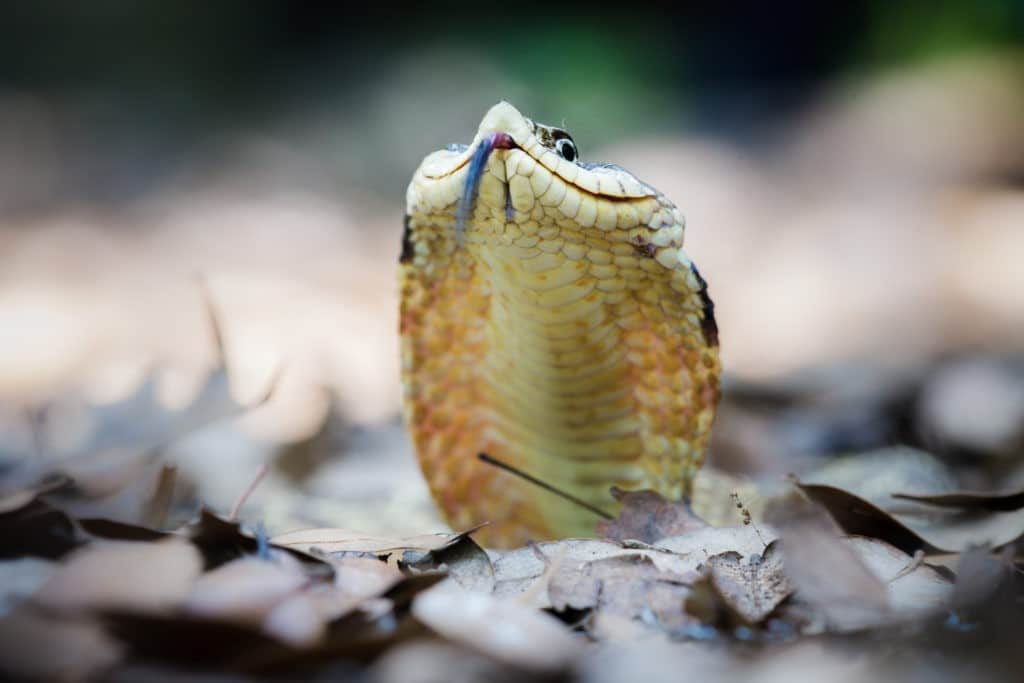 Eastern Hognose Snake ReptiFiles