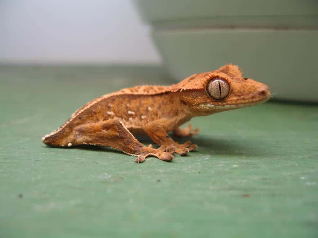 Crested Gecko Tail Loss Crested Gecko Health