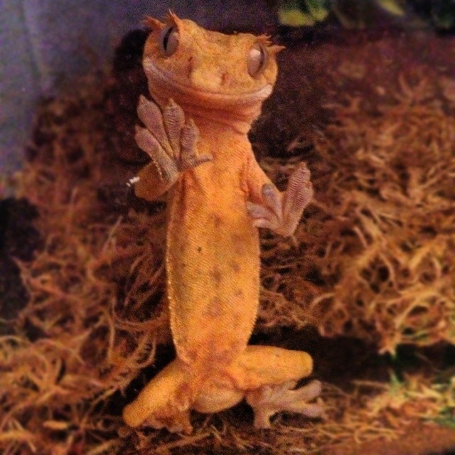 Crested Gecko Terrarium Size & Cohabitation Notes | ReptiFiles