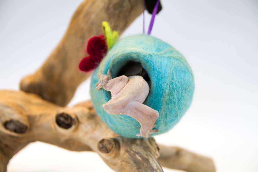Crested Gecko Decorations for Your Terrarium | ReptiFiles