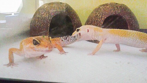 What Size Tank Does a Leopard Gecko Need?