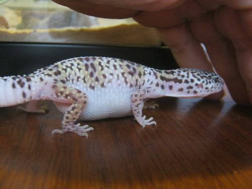 Can A Leopard Gecko Eat Baby Food Can A Leopard Gecko Eat Baby Food