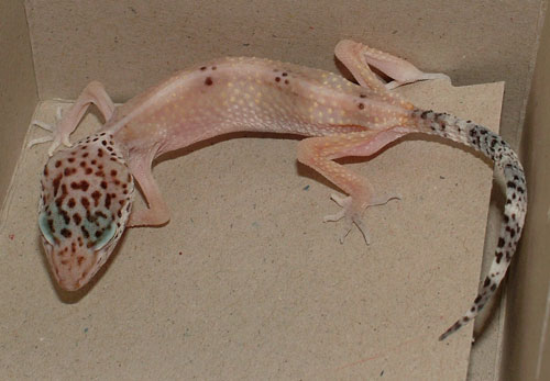 Bearded dragon temps 