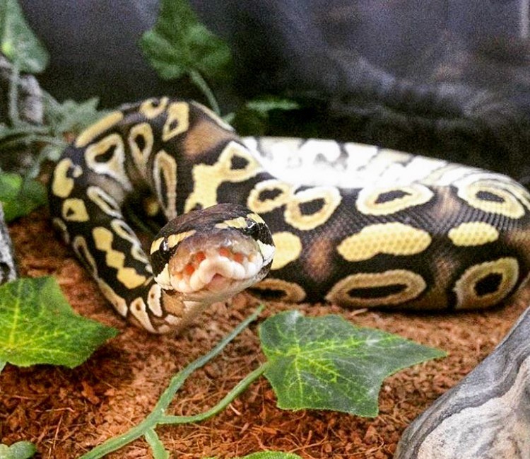 Ball Python Substrate Options ReptiFiles Ball Python