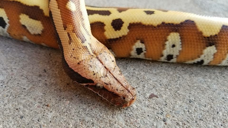 The TRUTH About Blood Python Temperament ReptiFiles