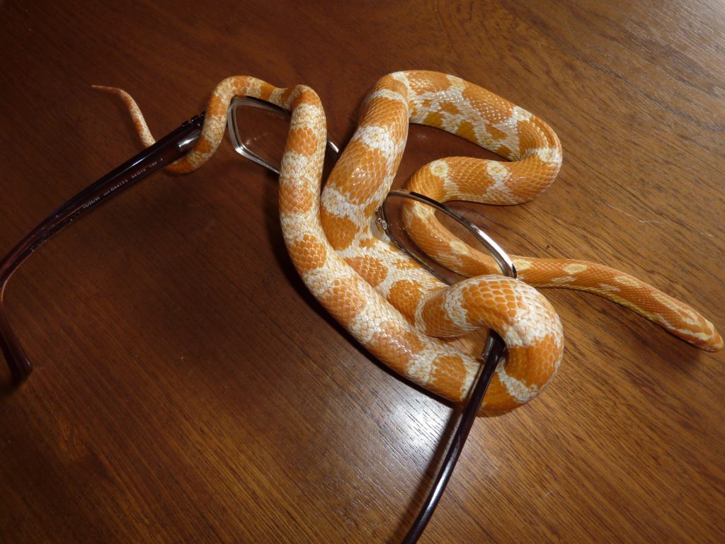 Corn Snake Handling & Body Language Tips ReptiFiles