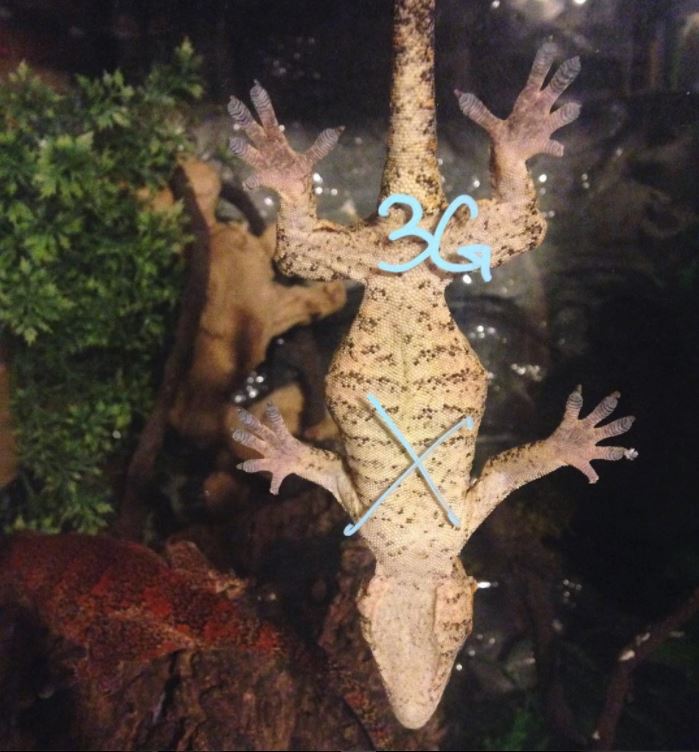reptifiles.com