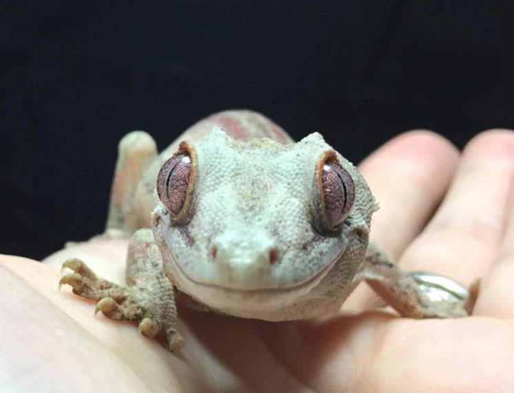 Gargoyle Gecko Health, Diseases & Other Info ReptiFiles