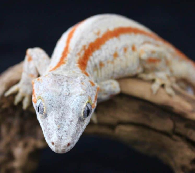 Gargoyle Gecko Food List Gargoyle Gecko Food List