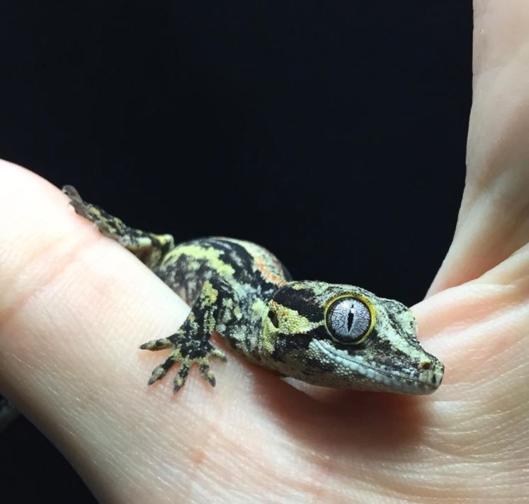 Gargoyle Gecko Handling Tips &amp; Tricks ReptiFiles