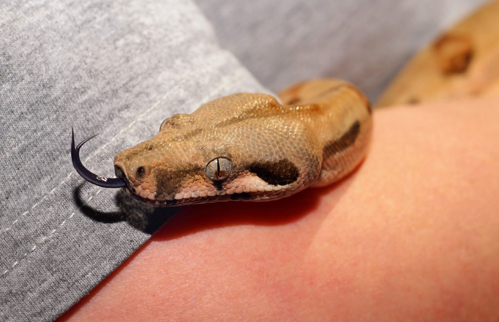 ibd snakes