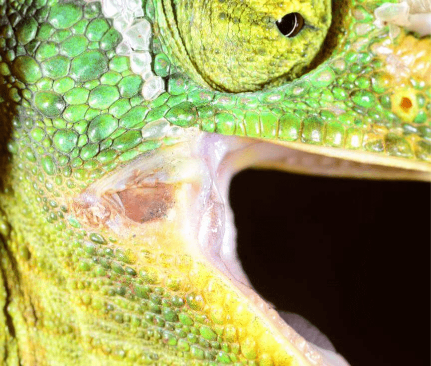 Are You Worried That You Have a Sick Chameleon? | ReptiFiles