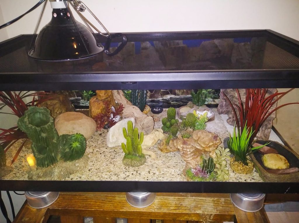 Leopard Gecko Terrarium Decorations Leopard Gecko Care