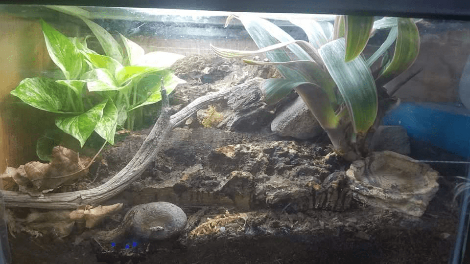Your Guide to Ball Python Terrarium Decorations ReptiFiles