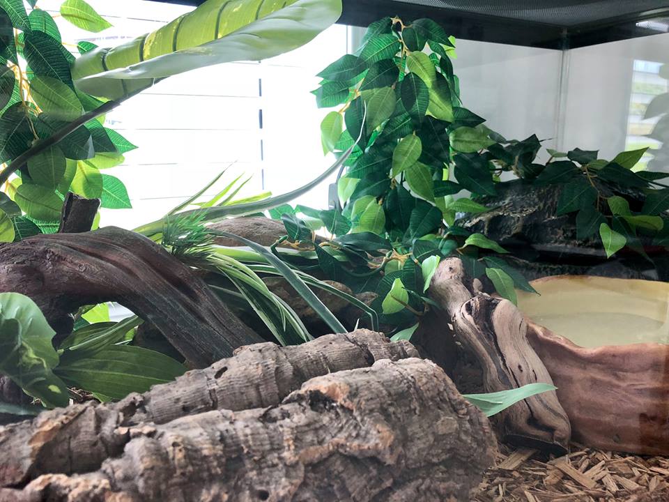 Your Guide to Ball Python Terrarium Decorations ReptiFiles