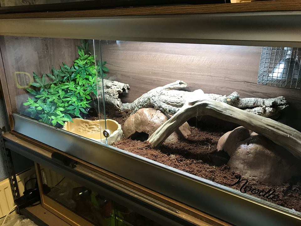 Your Guide to Ball Python Terrarium Decorations ReptiFiles