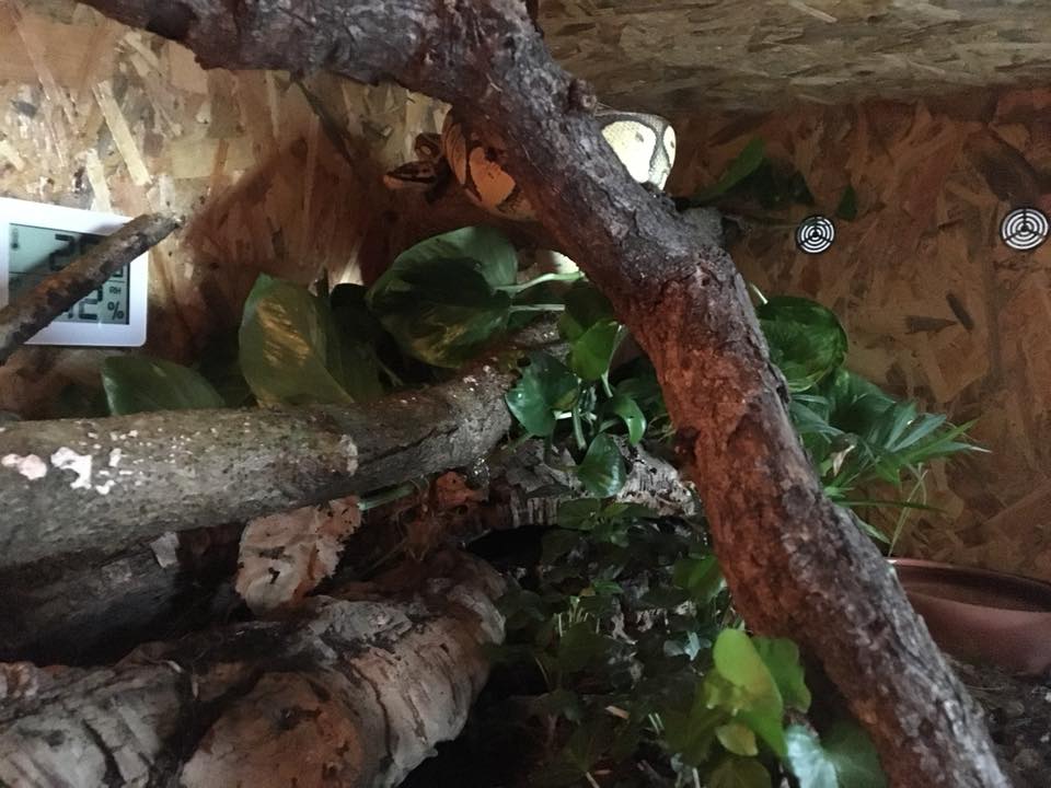 Your Guide to Ball Python Terrarium Decorations ReptiFiles