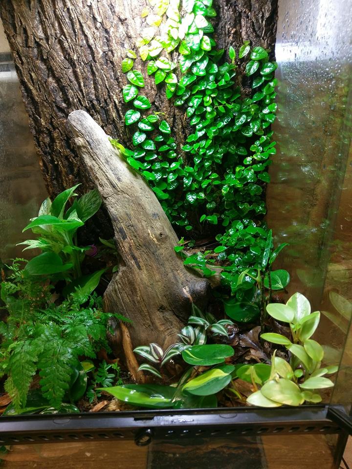 Decorating Tips for Your Mourning Gecko Vivarium ReptiFiles
