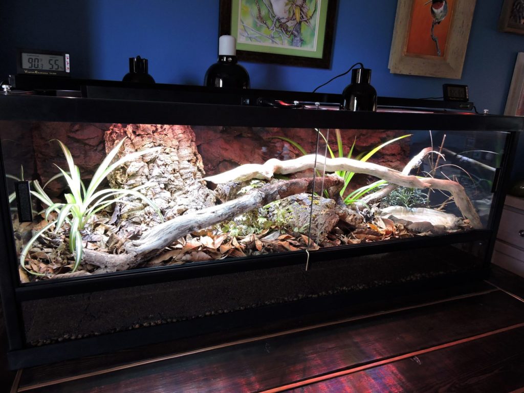 Your guide to ball python terrarium decorations reptifiles