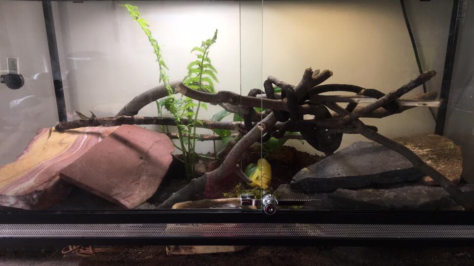 Your Guide to Ball Python Terrarium Decorations ReptiFiles