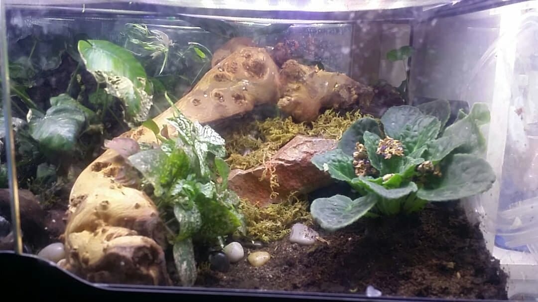 Your Guide to Ball Python Terrarium Decorations ReptiFiles
