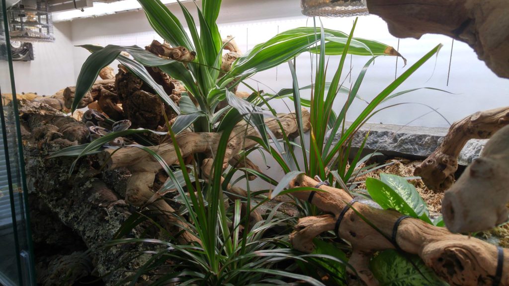 Your Guide to Ball Python Terrarium Decorations ReptiFiles