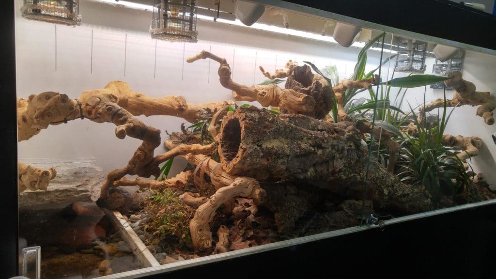Your Guide to Ball Python Terrarium Decorations ReptiFiles