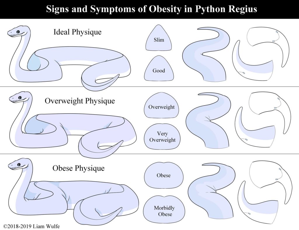 Is Your Reptile Pet at a Healthy Weight?, Reptile BCS