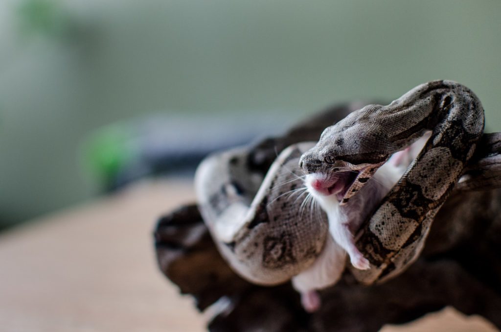 What Do Boa Constrictors Eat? | ReptiFiles