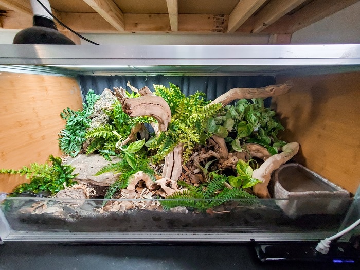 Your Guide To Ball Python Terrarium Decorations Reptifiles